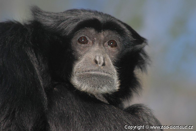 Siamang