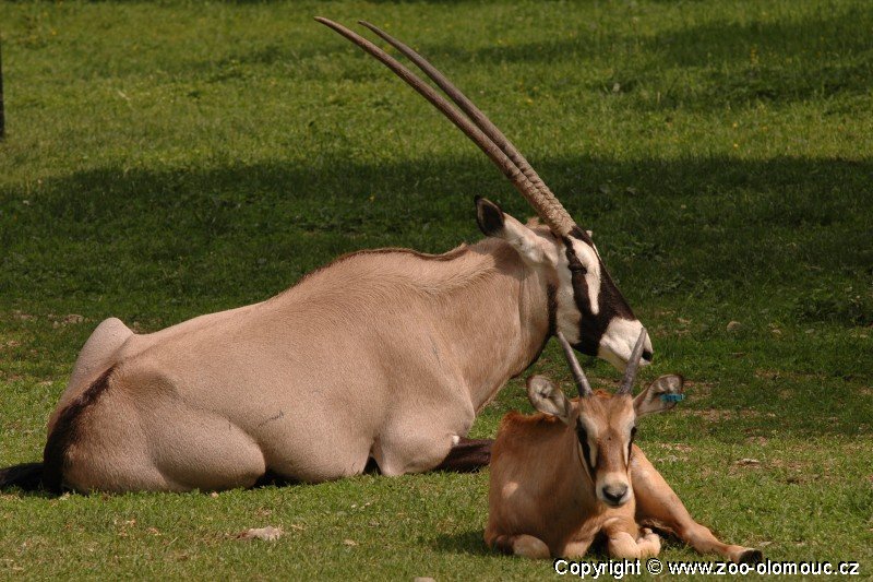 ZOO Olomouc  Oryx jihoafrick