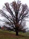 Památný strom 
(klikni pro zvětšení)