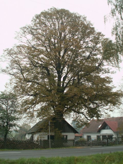 Pamtn strom