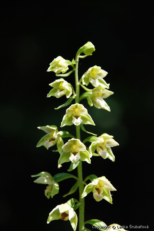 Krutk irokolist - Epipactis helleborine