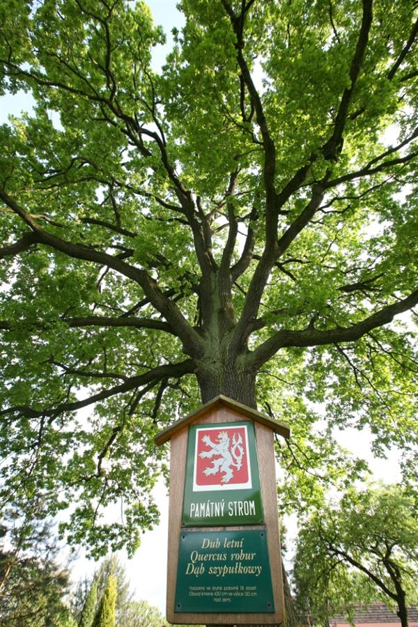 Pamtn strom v Albrechticch