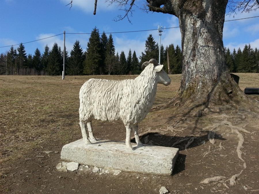 Trasa po hebeni - chov ovc