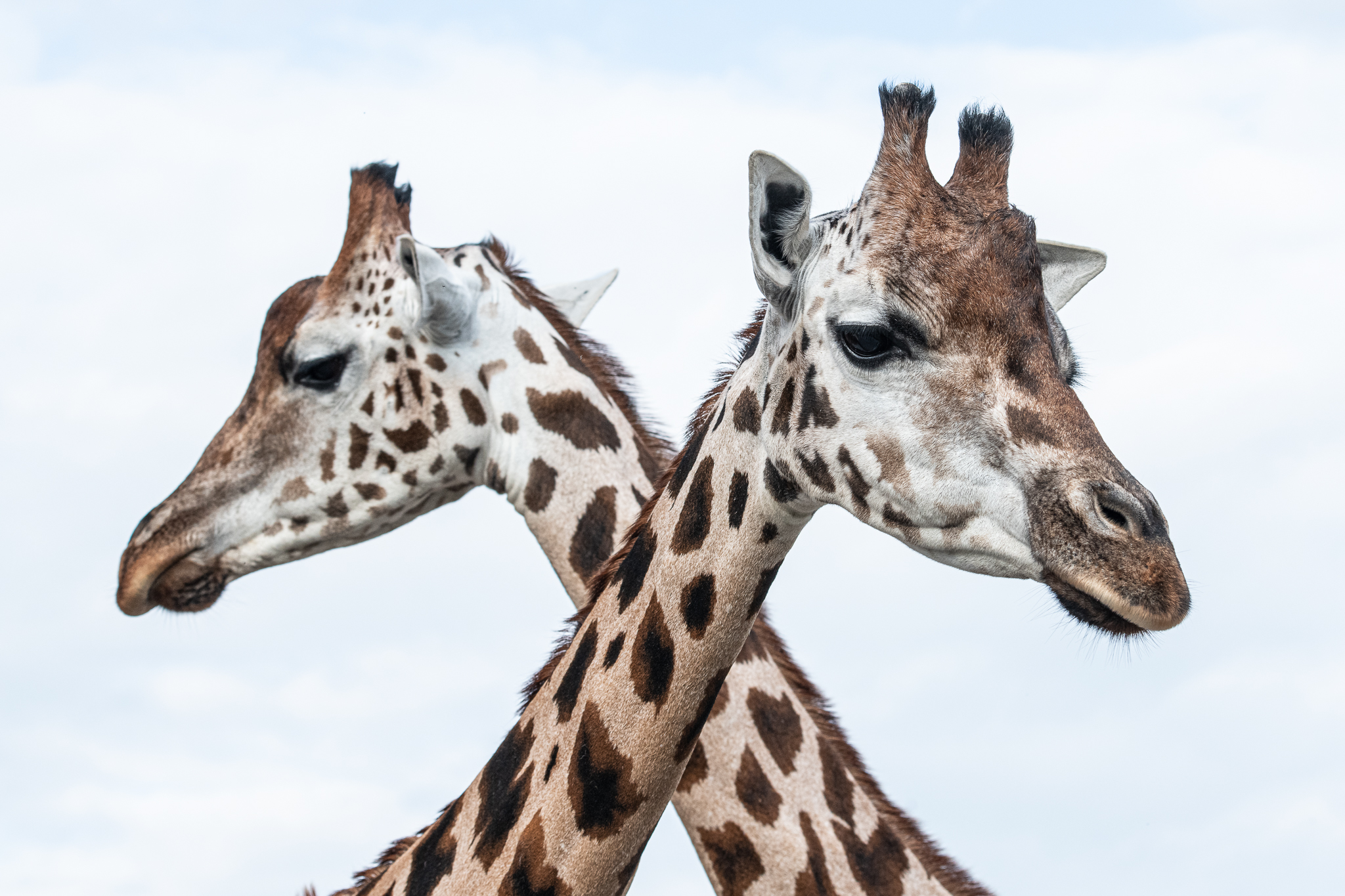 ZOO �ST� NAD LABEM