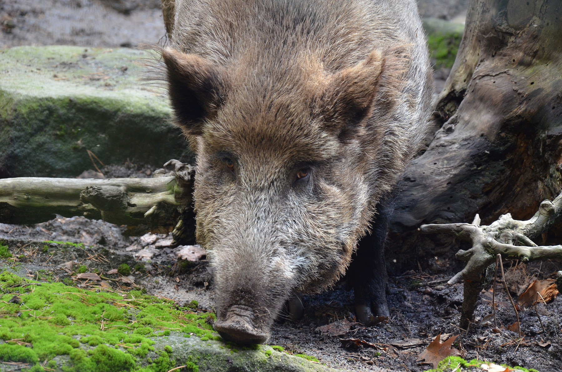 ZOO D���N