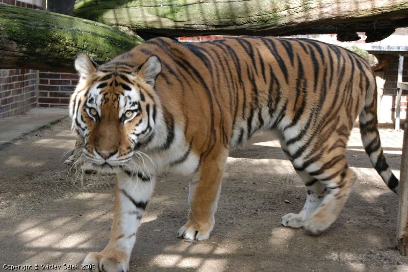 Hodon�n - ZOO tygr