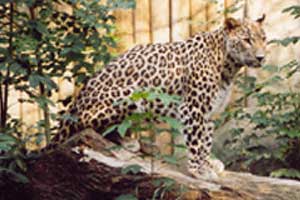 Levhart perský