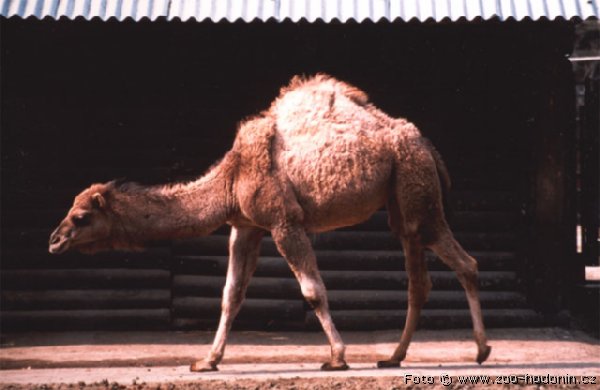 ZOO HODON�N