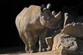 ZOO Dvr Krlov pole dalho nosoroce do rezervace vTanzanii. Peprava se pipravuje se spolenost DHL